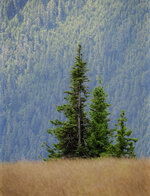 Lone Pines