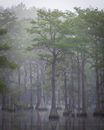 George L. Smith State Park