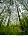 Mysteries in the forest