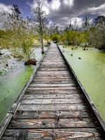 Swampin'